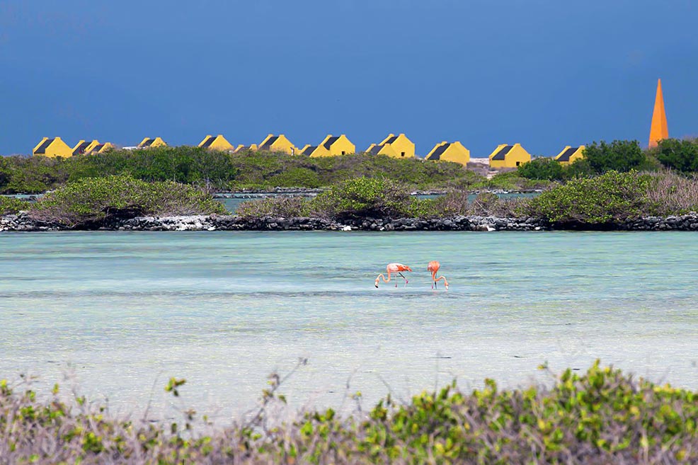 Flamingos, Forto: Tourisme Bonaire