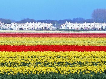 tulpenfelder dunimar
