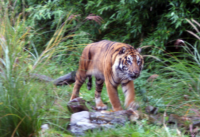 Tiger im Zoo Blijdorp