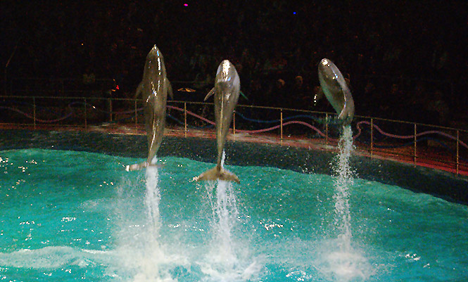 dolfinarium