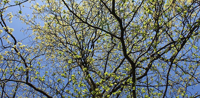 fruehling15