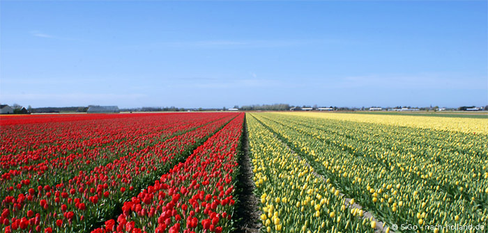 tulpenfelder holland