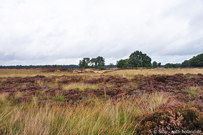 Im Herbst blüht die Heide der Hoge Veluwe in kräftigem Violett veluwe heide