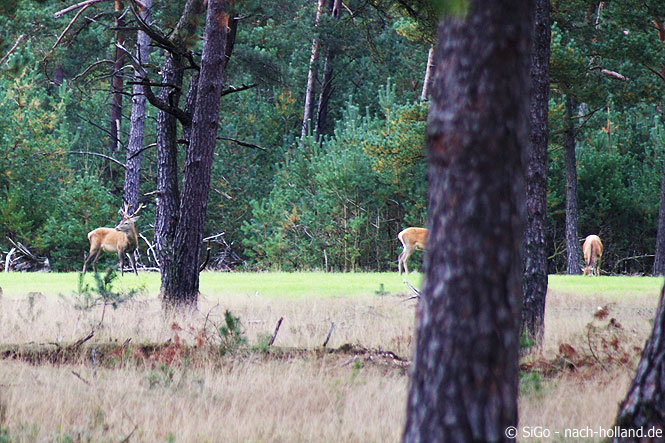 Wir haben Hirsche entdeckt veluwe hirsch