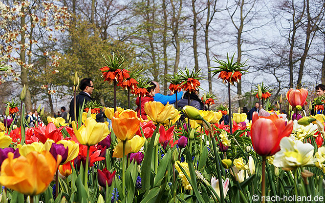 Blumenbeet Keukenhof