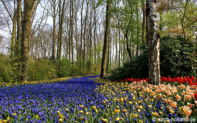 Fluss aus blauen Hyazinthen im keukenhof