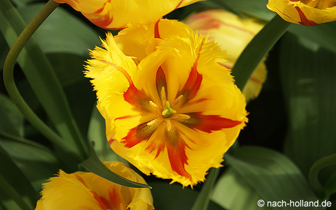 keukenhof tulpe fransen