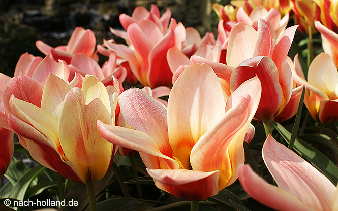 keukenhof tulpe rosa