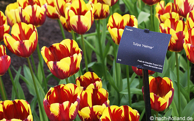 keukenhof tulpe mit streifen