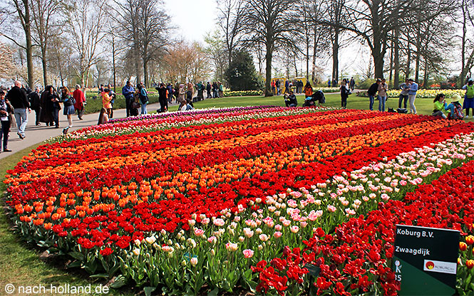 keukenhof tulpenbeet