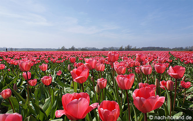 keukenhof tulpenfelder