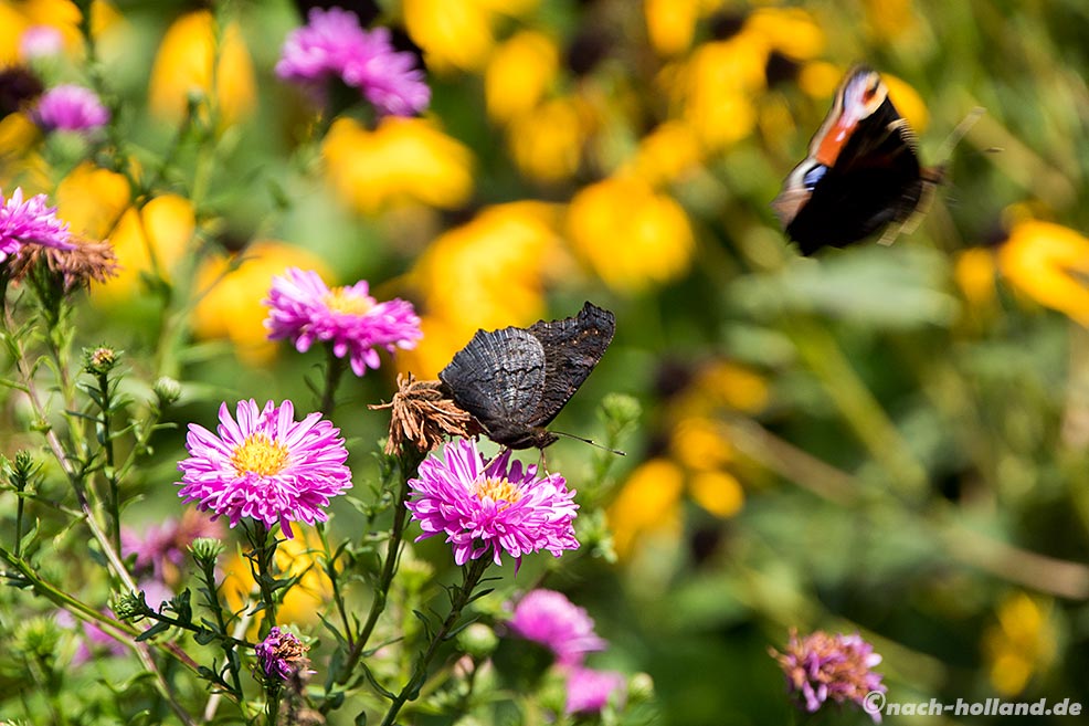 Schmetterlinge im Garten