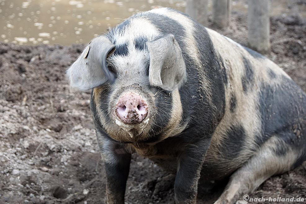 Schweine suhlen im Freien 
