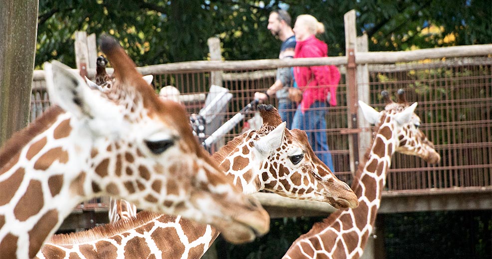 rotterdam zoo