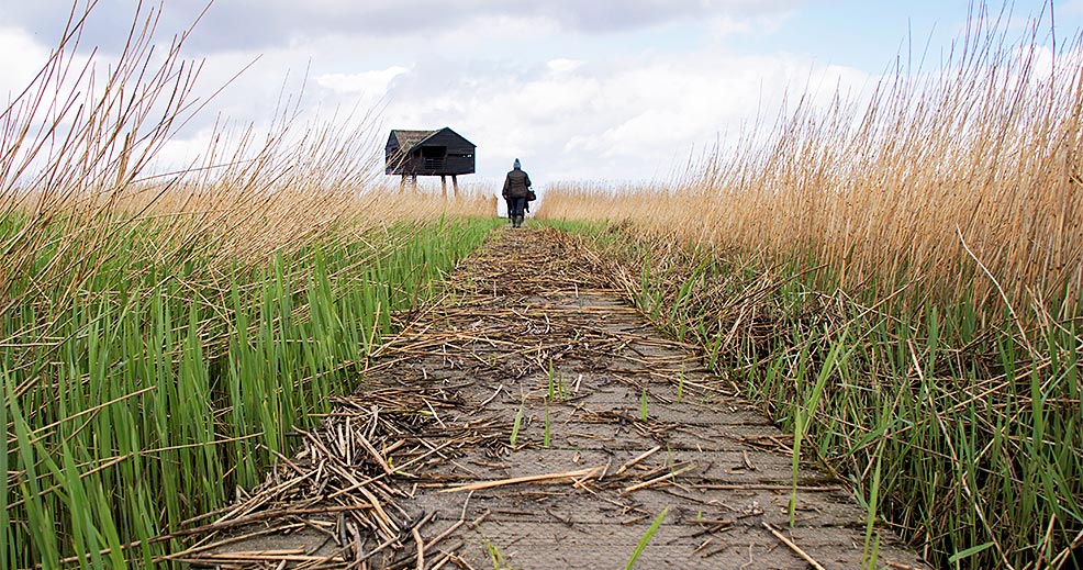 natur am wattenmeer