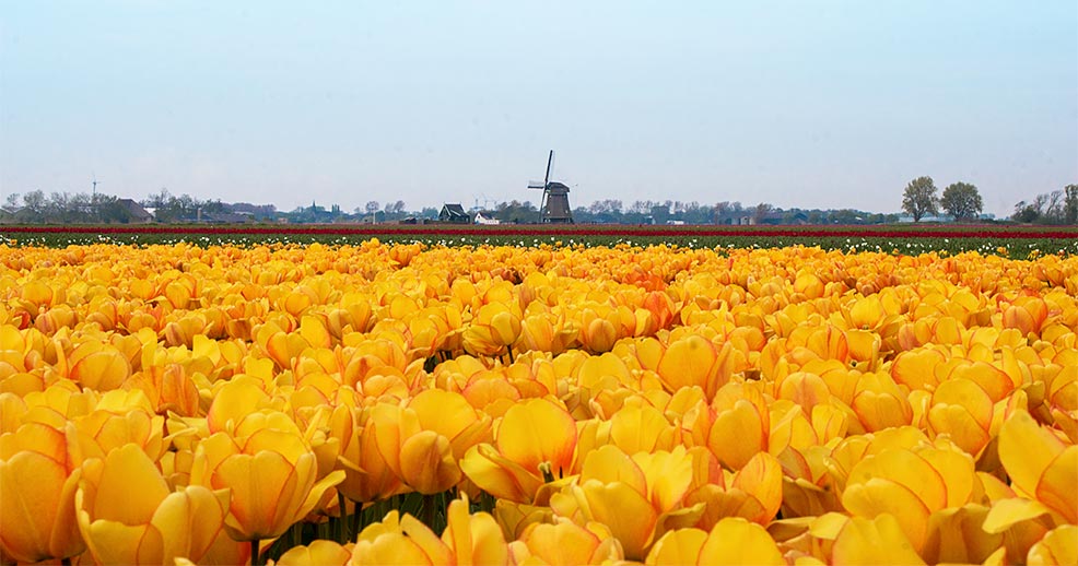 tulpenreise nord-holland 2025