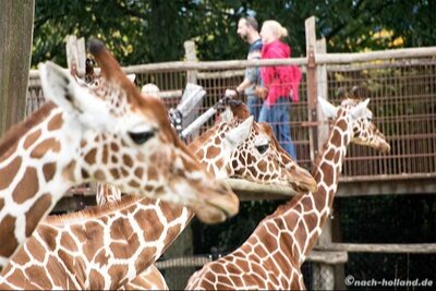 highlights rotterdam zoo