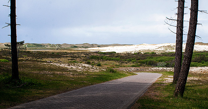 Die Dünen von Schoorl im Sonnenlicht duinenroute radtour