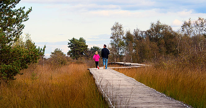 Der Nationalpark De Groote Peel ist ein wunderschönes Wandergebiet nationalpark de groote peel