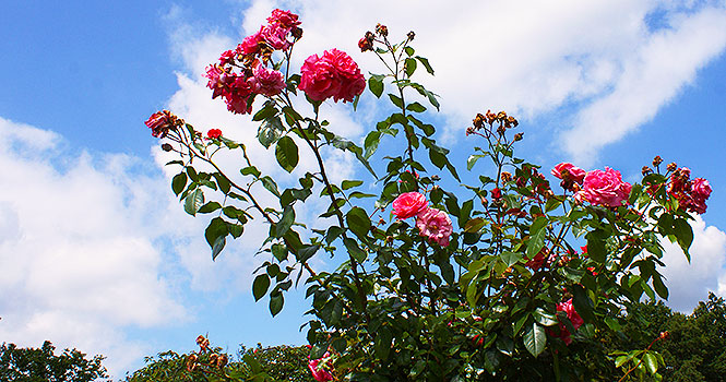Blühende Rosen in den Schlossgärten Arcen kasteeltuinen