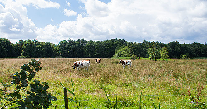 Variationen von Grün weert grünste region