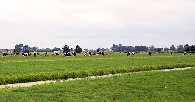 Typisch Holland - Kühe auf grünem Weideland gouda, radtour kühe und käse