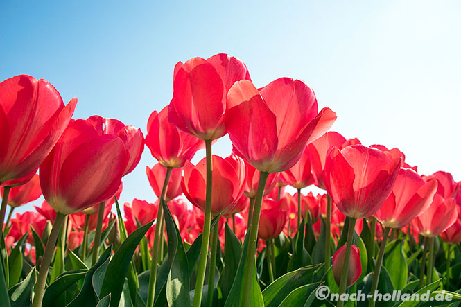 noordwijk tulpenverkauf