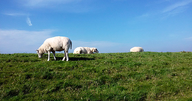 Texel Schafe