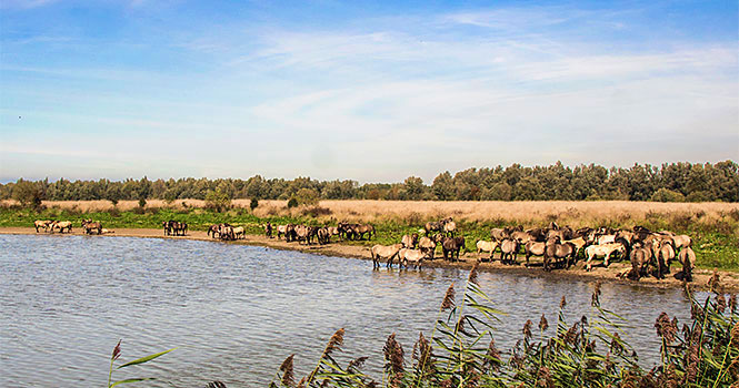 Flevoland Pferdeherde