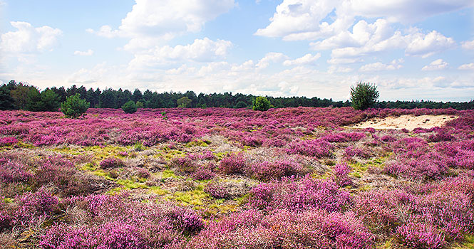 Im Spätsommer zeigt sich die Heide von ihrer schönsten Seite Natur im Land van Cuijk