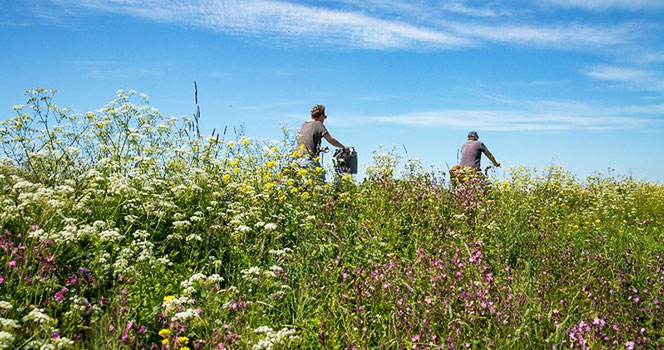Mit dem Fahrrad durch Frieslands Natur; Foto: Boat Bike Tours Radfahren in Friesland