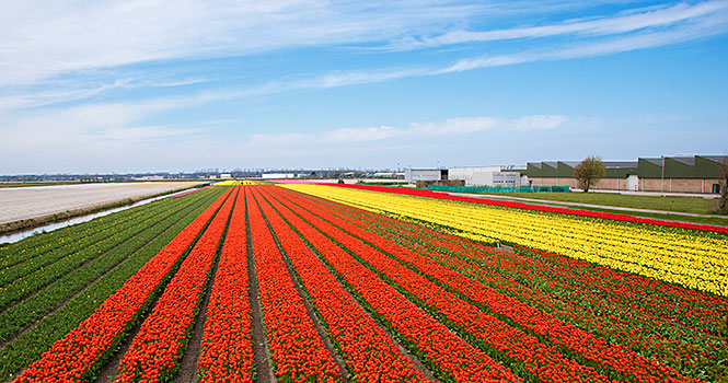 Keukenhof Tulpenwanderung
