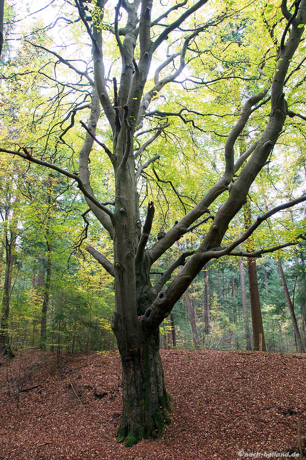 hattem molecaten mariabuche