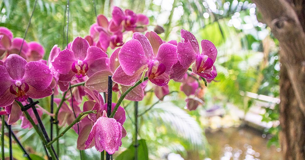 Orchideeën Hoeve