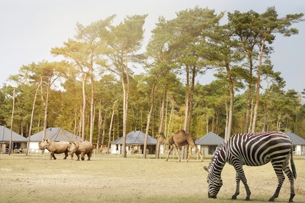 Safari Resort Beekse Bergen