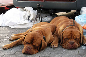 hunde