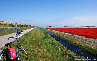 Tulpenfelder bei der Rad- und Schiffsreise Nordroute Tulpenfelder auf der Rad- und Schiffsreise Nordroute