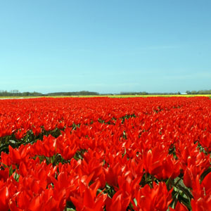 tulpenfelder in holland