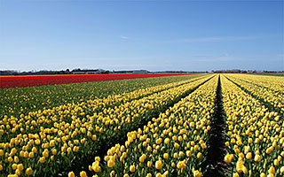 Tulpenfelder in Holland tulpenfelder