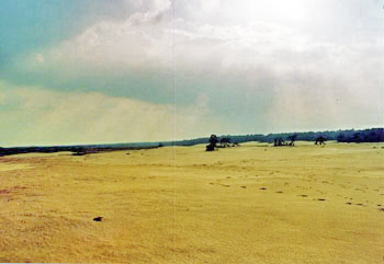 Große Sandflächen im Nationalpark Hoge Veluwe Große Sandflächen im Nationalpark Hoge Veluwe